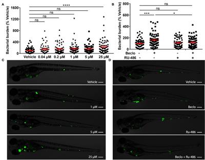 Glucocorticoid-Induced Exacerbation of Mycobacterial Infection Is Associated With a Reduced Phagocytic Capacity of Macrophages